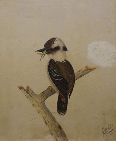 Appraisal: Neville Cayley Senior - Kookaburra watercolour signed and dated 'Neville