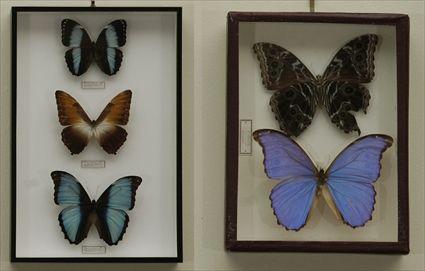 Appraisal: Large Collection of Framed Butterfly and Moth Species