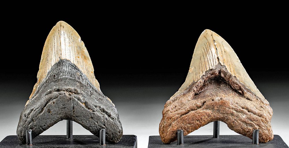 Appraisal: Two Fossilized Megalodon Teeth - A Fine Pair Ancient Seas