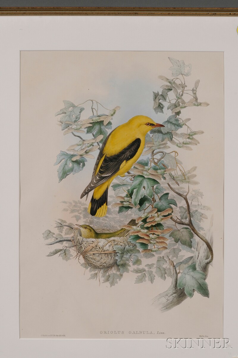 Appraisal: Ornithological Illustration Gould John Richter H C Oriolus Galbula from