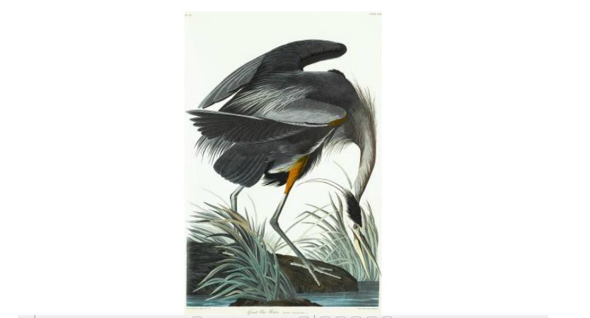 Appraisal: pieces Audubon John James Great Blue Heron Harlequin Duck Golden-Winged