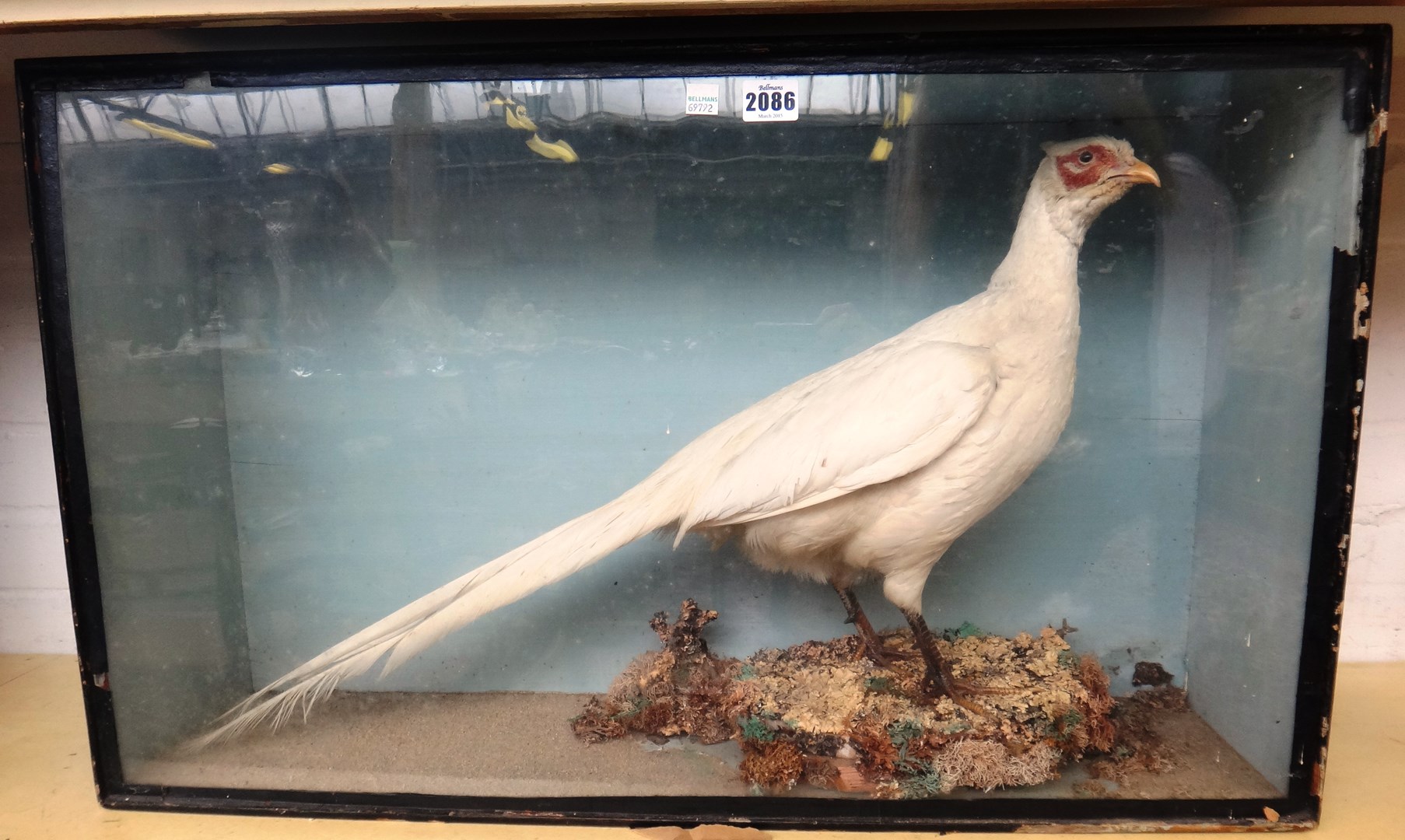 Appraisal: Taxidermy a stuffed and mounted albino pheasant in a glazed