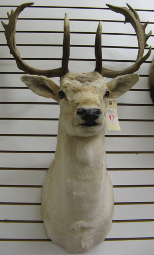 Appraisal: WHITE FALLOW DEER BUCK dama dama trophy head mount with