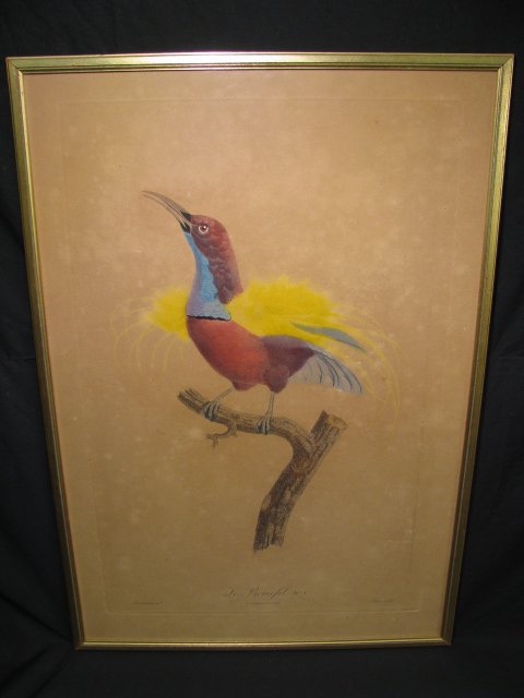 Appraisal: Jacques Barraband - colored engraving of a bird Along the