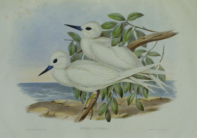 Appraisal: White Tern Gygis Candida Light foxing