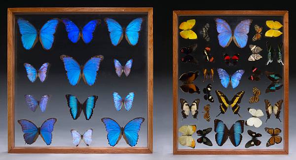 Appraisal: A Collection of Blue Butterflies Morphinae South America A collection