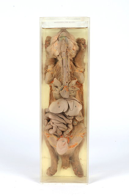 Appraisal: A PRESERVED AND DISSECTED CAT the case cm wide together