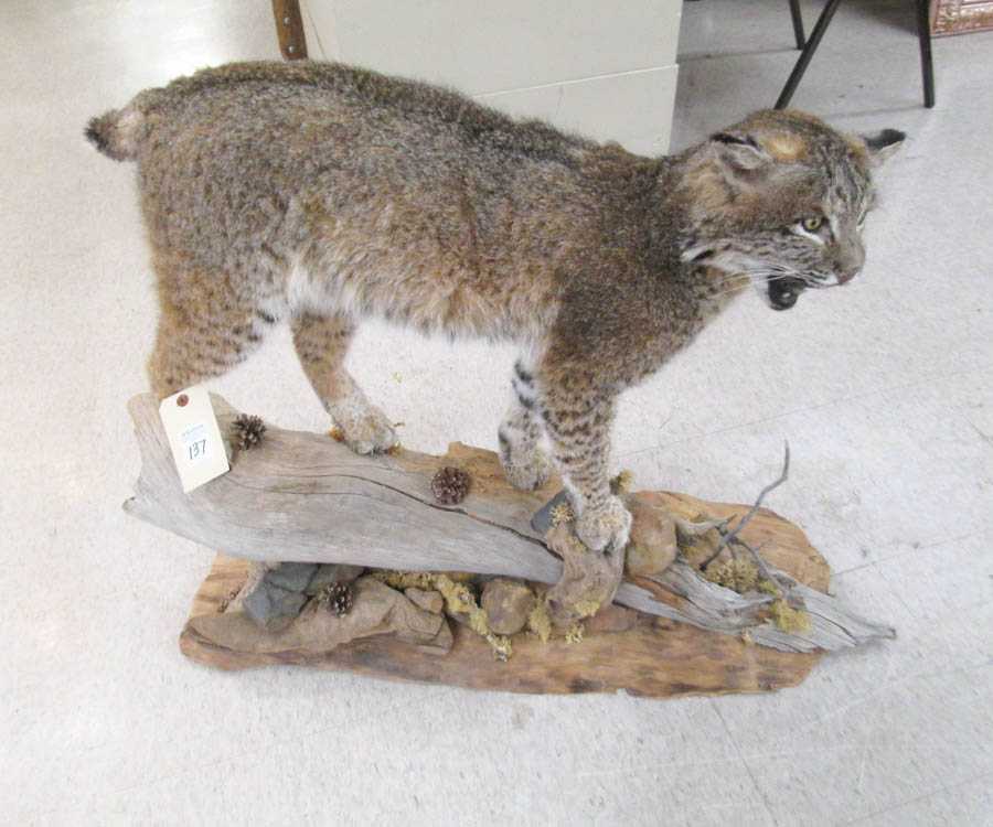 Appraisal: NORTH AMERICAN BOBCAT TAXIDERMY FULL MOUNT in standing pose on