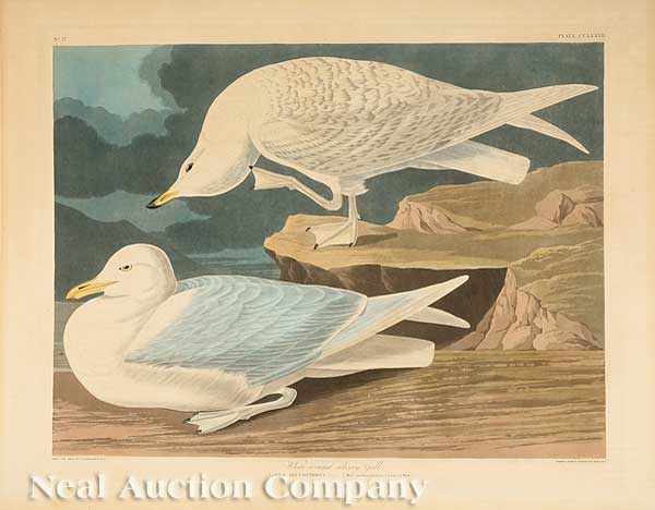 Appraisal: After John James Audubon America - White-winged silvery Gull No