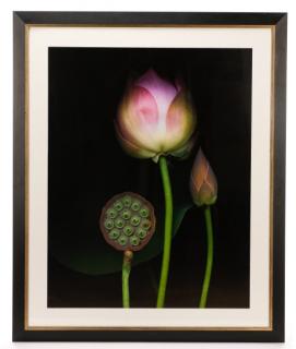 Appraisal: Barry Taratoot Untitled Pink Tulip Photograph Barry Taratoot American active