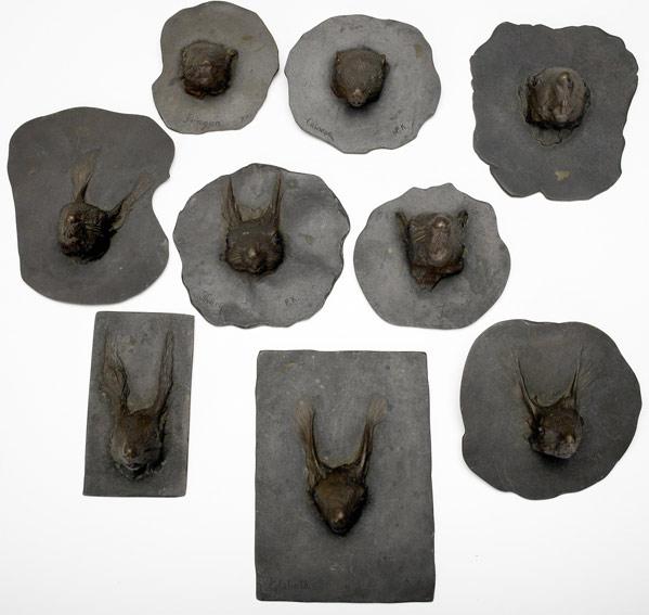 Appraisal: SQUIRREL HEAD PLAQUES Grouping of nine bronze squirrel heads each