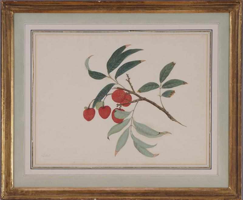 Appraisal: DUTCH SCHOOL LYCHEES Watercolor and gouache on paper Provenance Property