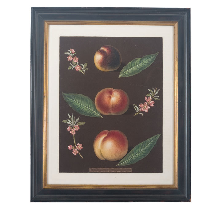 Appraisal: PEACHES PL XXXIII FROM GEORGE BROOKSHAW'S FOLIO EDITION OF quot