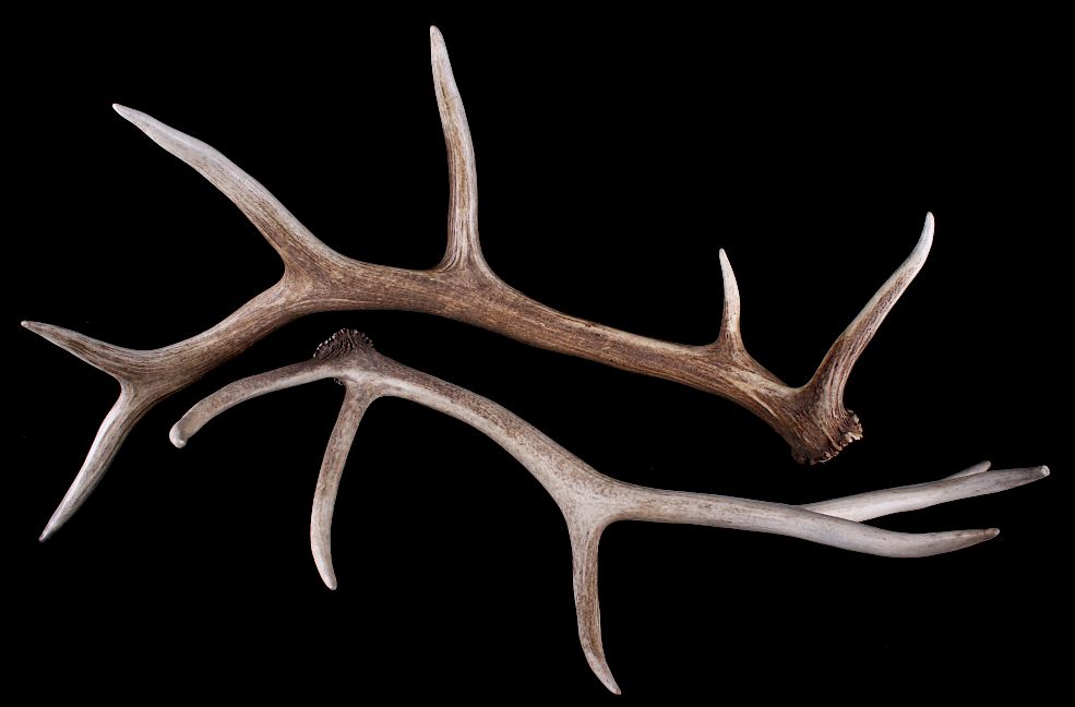 Appraisal: Montana Trophy Elk Antler Set of Offered in this lot