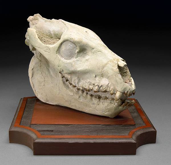 Appraisal: Oreodont Skull Meryciododon sp Oligocene White River Badlands South Dakota