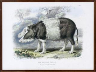 Appraisal: MCNICHELSON HAND COLORED ENGRAVING H W OLD ENGLISH BREED MCNICHELSON