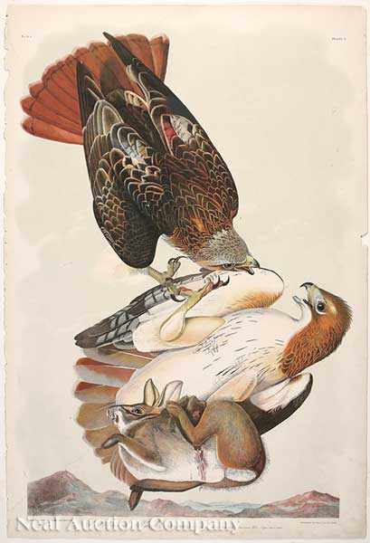 Appraisal: John James Audubon American - Red Tailed Hawk Plate chromolithograph