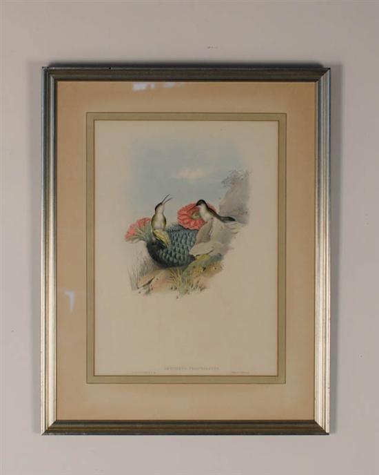 Appraisal: John Gould - United Kingdom Leucippus Chionogaster a print lithograph