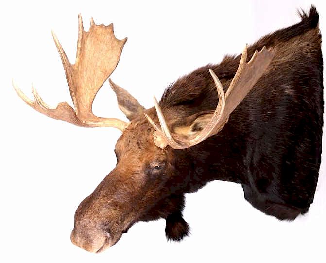 Appraisal: Montana Shiras Moose Shoulder Mount This is a Montana taken