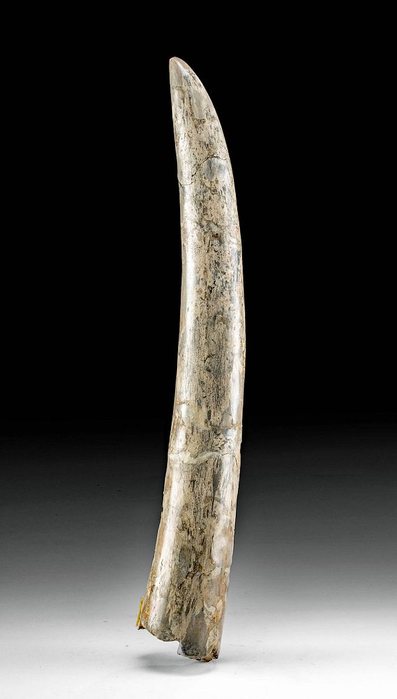 Appraisal: Fossilized Stegodon Trigonocephalus Tusk Southeast Asia Indonesia Central Java Solo