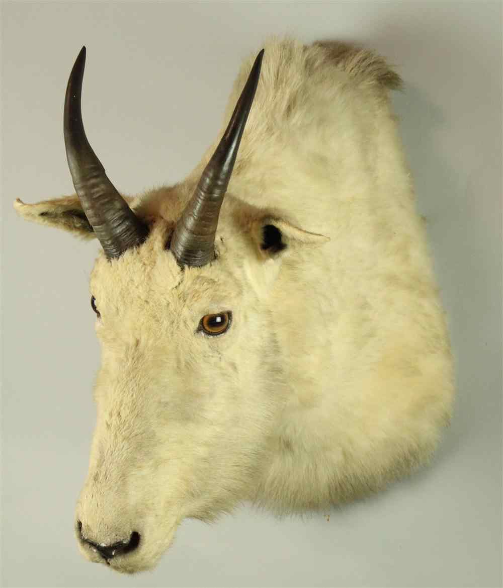 Appraisal: NORTH AMERICAN ROCKY MOUNTAIN GOAT TAXIDERMY SHOULDER MOUNT JONAS BROS