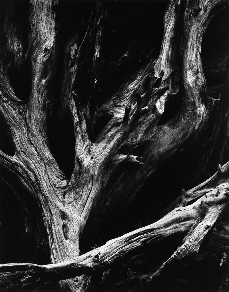 Appraisal: ANSEL ADAMS - Sequoia Roots Mariposa Grove Yosemite National Park