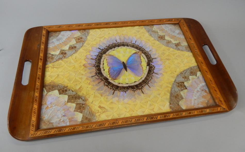 Appraisal: A hardwood tray inset with a display of exotic butterfly