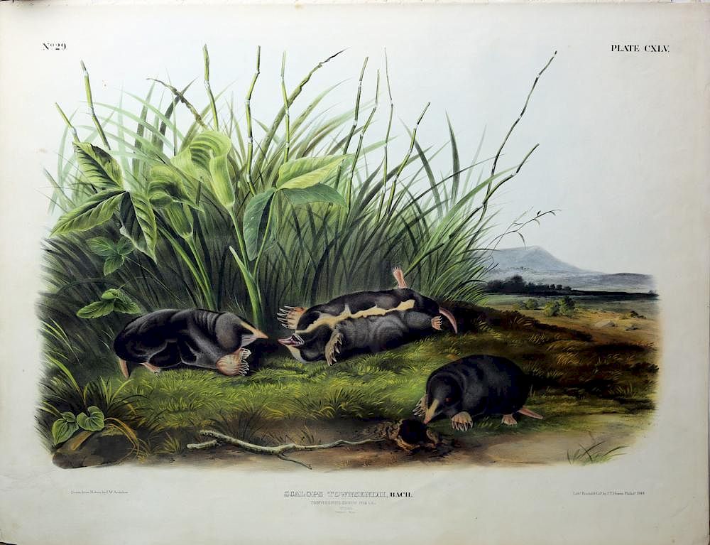 Appraisal: Audubon Quadrupeds Imperial Folio Townsend's Shrew Mole Townsend's Shrew Mole