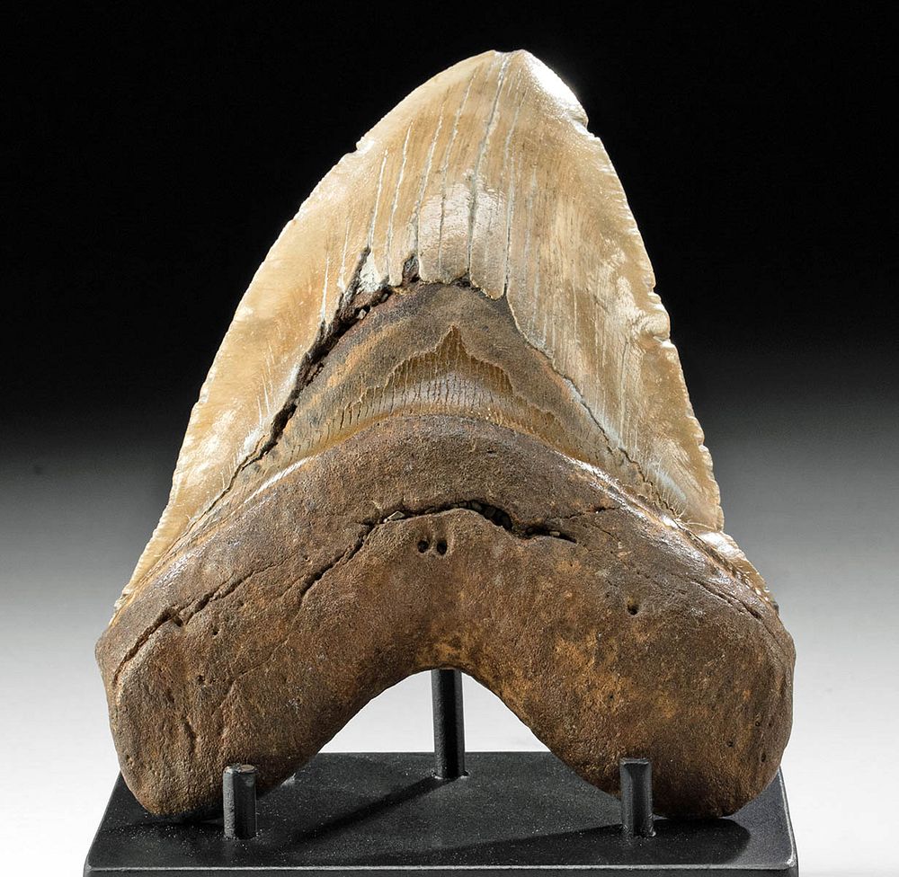 Appraisal: Huge Fossilized Megalodon Tooth Ancient Seas ca million years ago