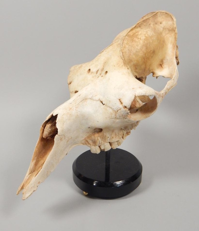 Appraisal: A mounted camel skull cm deep