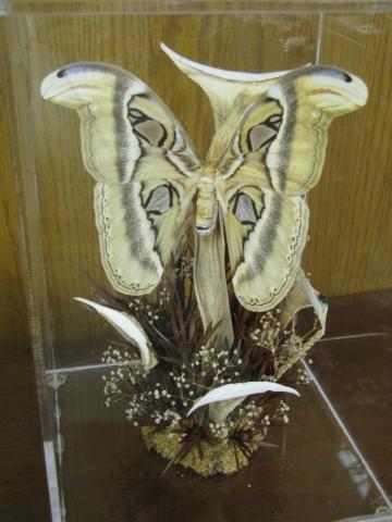 Appraisal: Atlas Moth in Display Case