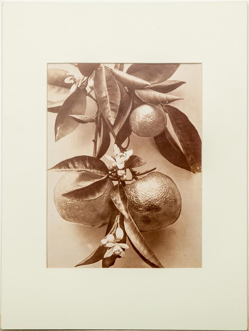 Appraisal: th Century School Fruit and Blossoms Sepia tone photograph laid