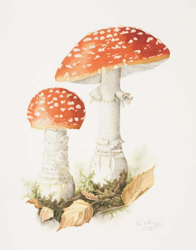 Appraisal: OFFICINA BODONI printers Wasson R G Soma The Divine Mushroom