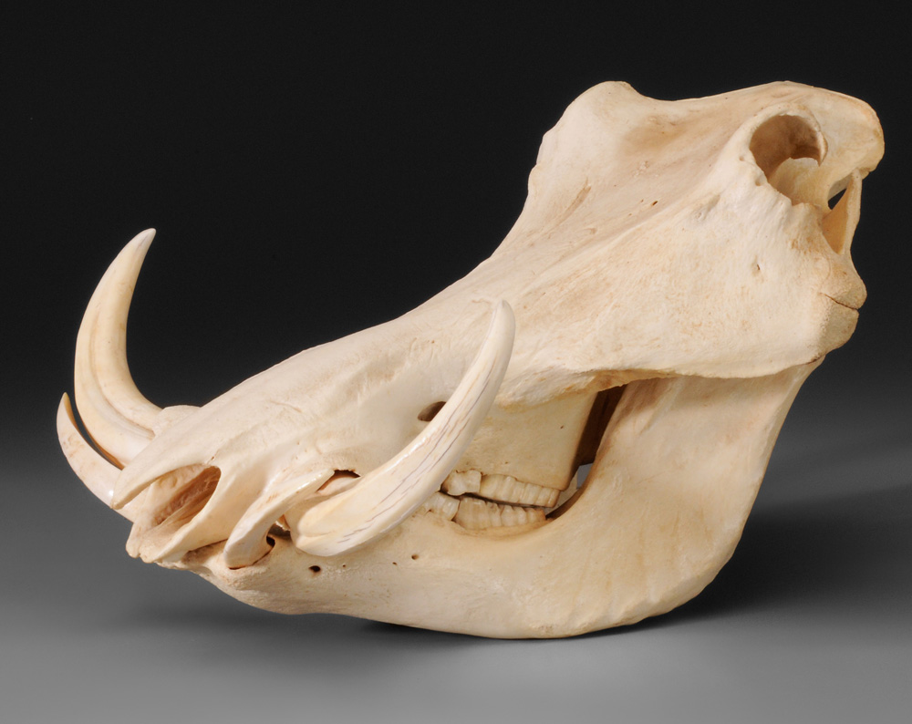 Appraisal: Wild Boar Skull x in