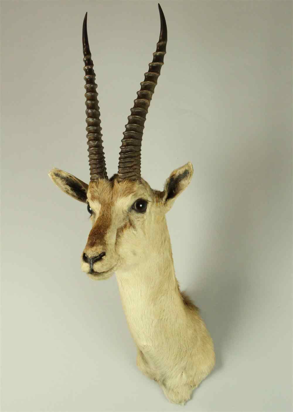 Appraisal: EAST AFRICAN THOMSON'S GAZELLE TAXIDERMY SHOULDER MOUNT JONAS BROS from