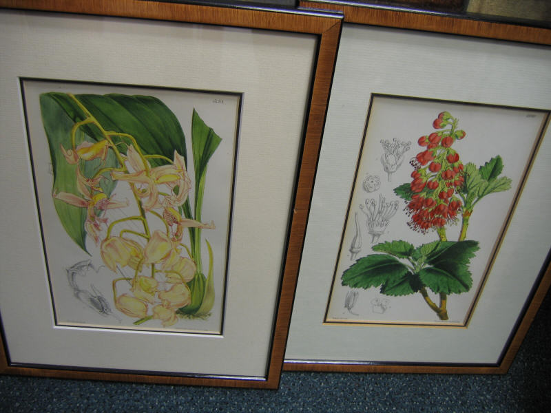 Appraisal: FOUR HAND-COLORED LITHOGRAPHS OF BOTANICALS FROM CURTIS' BOTANICAL JOURNAL published