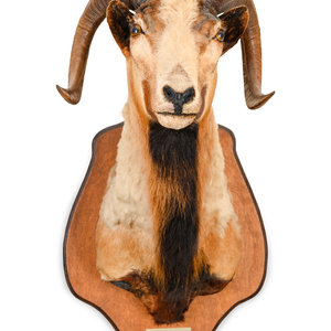 Appraisal: A Taxidermy Ram Shoulder Mount Height inches Property from the