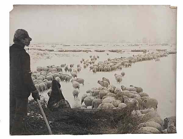 Appraisal: Charles J Belden Photograph of a Sheepherder Tending His Flock