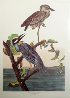 Appraisal: John James Audubon - Yellow-Crowned Heron No Plate H -