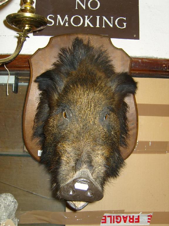 Appraisal: A stuffed and mounted Wild Boar's head on a beech