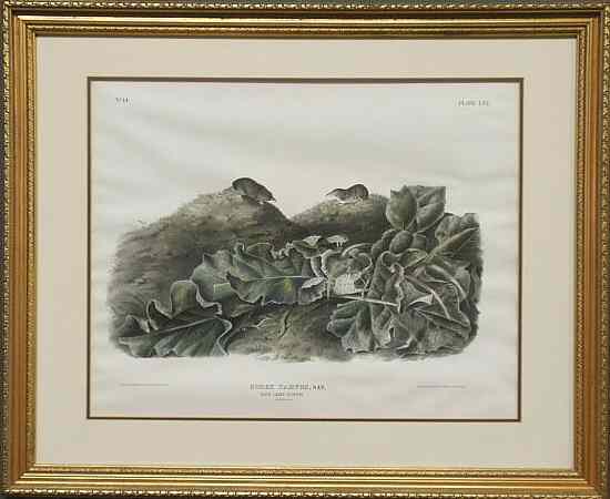 Appraisal: Framed and matted Audubon print Sorex Parvus Plate LXX by