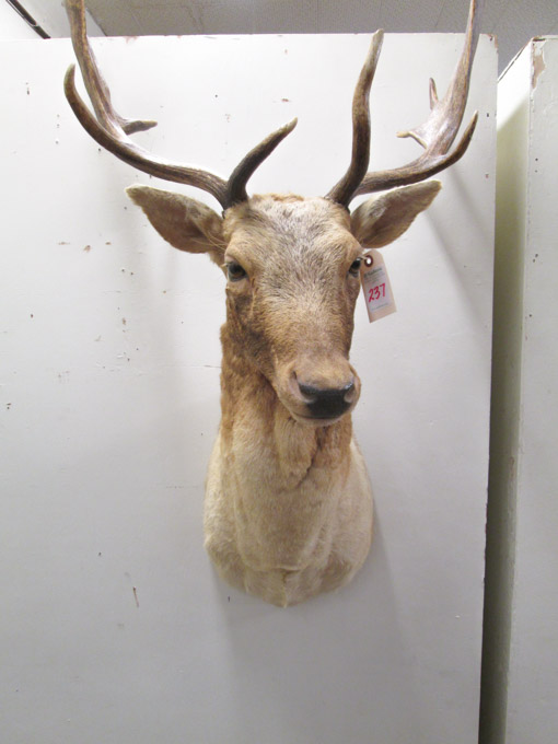 Appraisal: HEAD SHOULDER TAXIDERMY MOUNT Fallow Deer buck Spiedon Island Washington