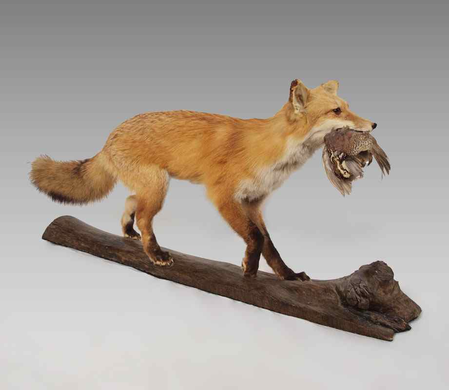 Appraisal: FULL MOUNT TAXIDERMY FOX With reward of his hunt a