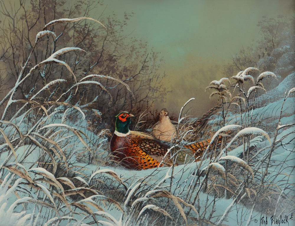 Appraisal: BLAYLOCK Ted American - Male and Female Pheasants in Winter