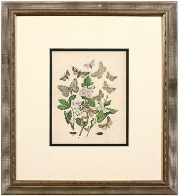 Appraisal: Six butterfly and moth prints by Humphries London hand-colored lithographs