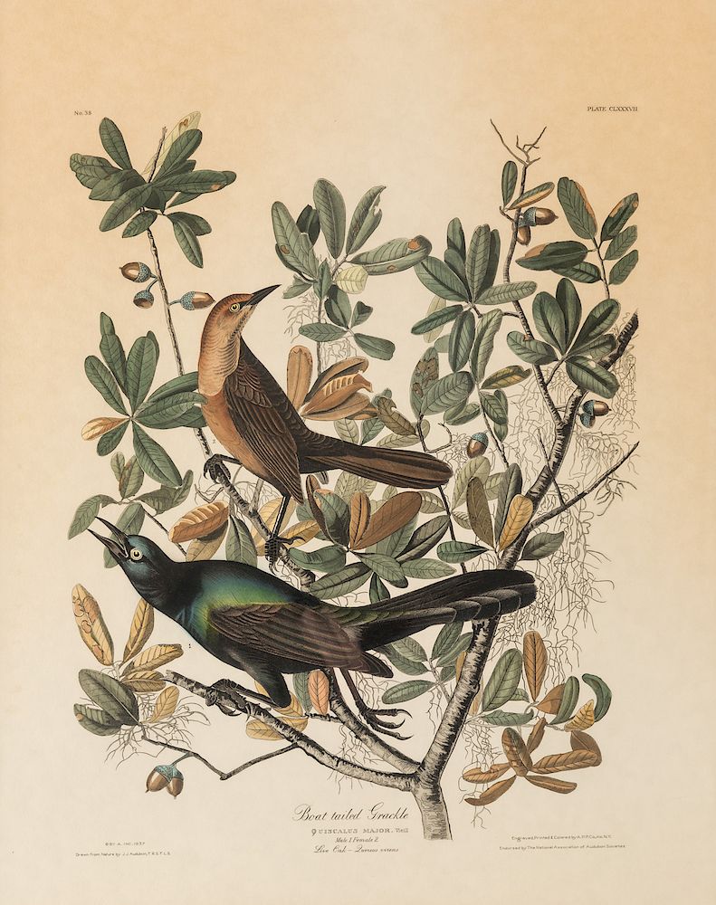 Appraisal: AFTER JOHN JAMES AUDUBON AMERICAN - AFTER JOHN JAMES AUDUBON