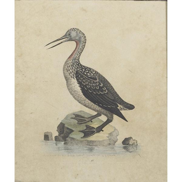 Appraisal: GEORGE EDWARDS British - Four individual hand-colored engravings of birds