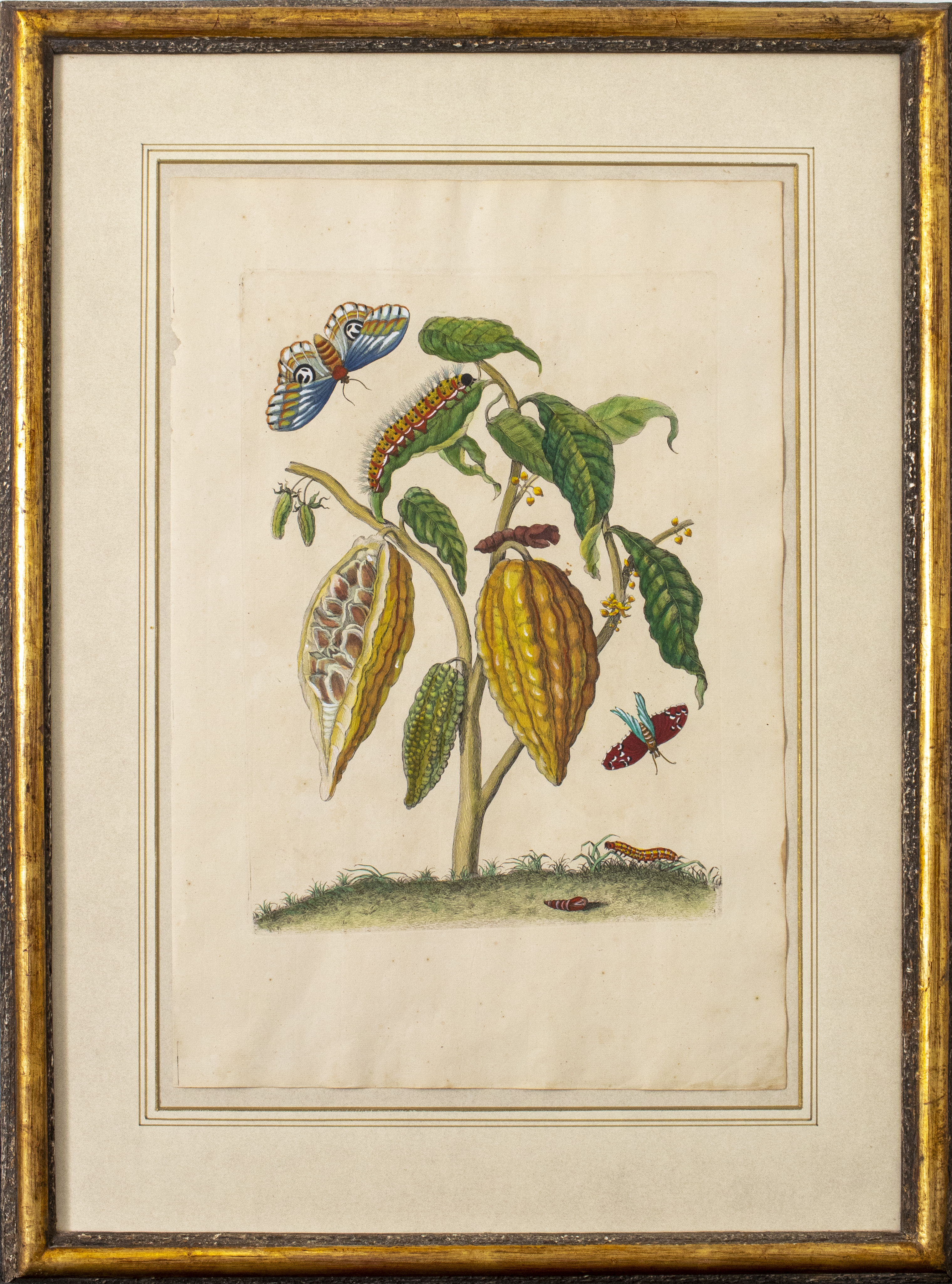 Appraisal: JOSEPH MULDER COCOA TREE HAND-COLORED ENGRAVING Joseph Mulder Dutch -