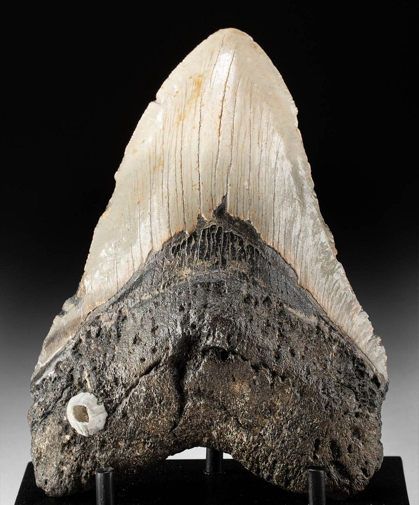 Appraisal: Fossilized Megalodon Tooth w Barnacle Ancient Seas Miocene to Pliocene