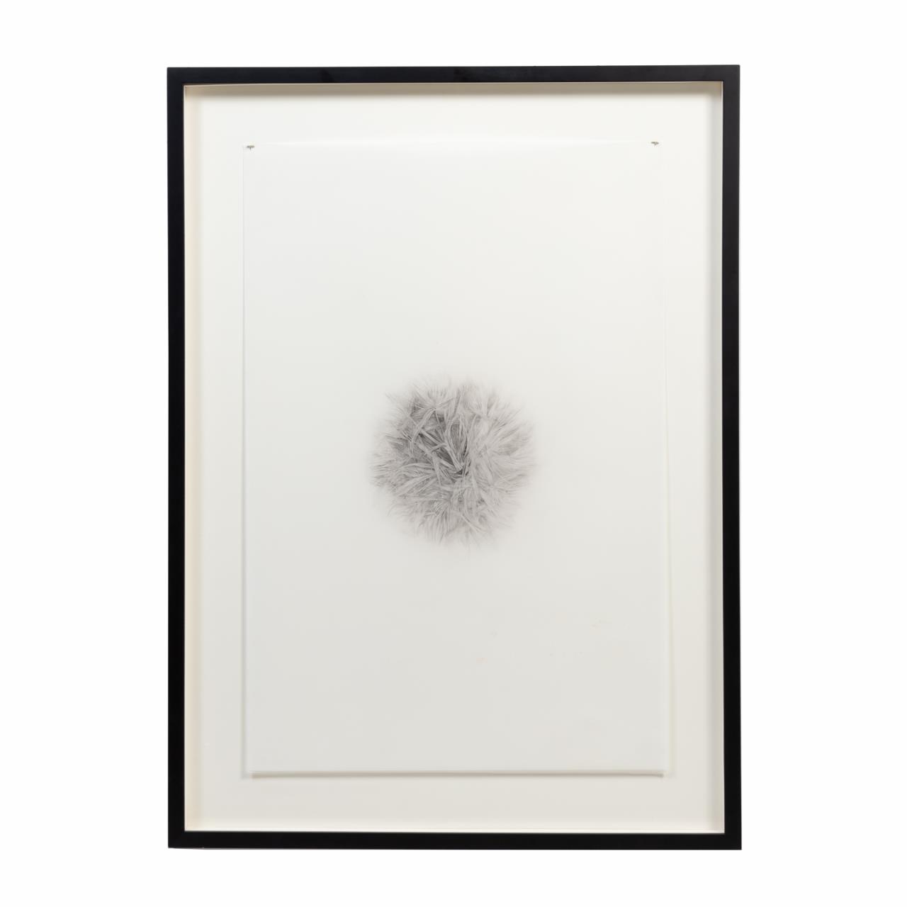 Appraisal: LEANNA REPASS DANDELION GRAPHITE ON PAPER Leanna Repass American Atlanta